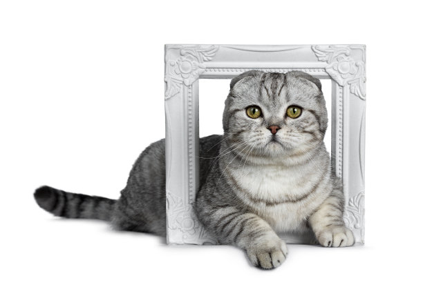 年轻漂亮的银色虎斑苏格兰折猫小猫躺在一边通过白色的相框看着相机与黄色的眼睛。孤立在白色背景上。尾巴后面的身体。图片下载