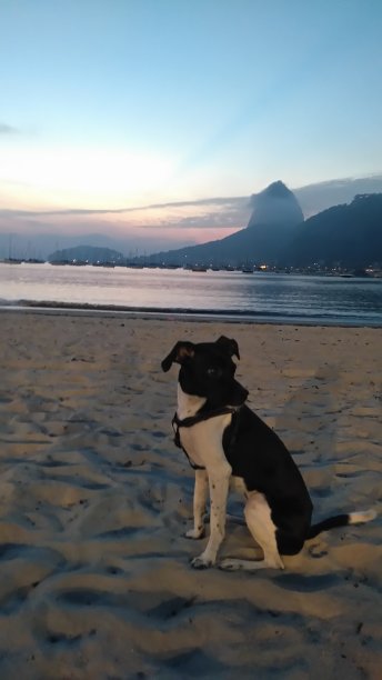 巴西里约热内卢糖面包山前的日出狗图片下载