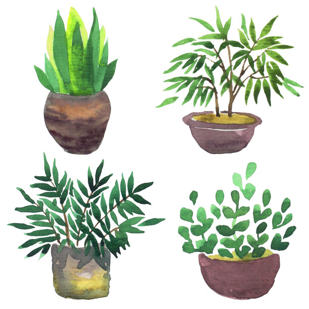 水彩彩色盆栽盆栽在陶瓷盆图片下载