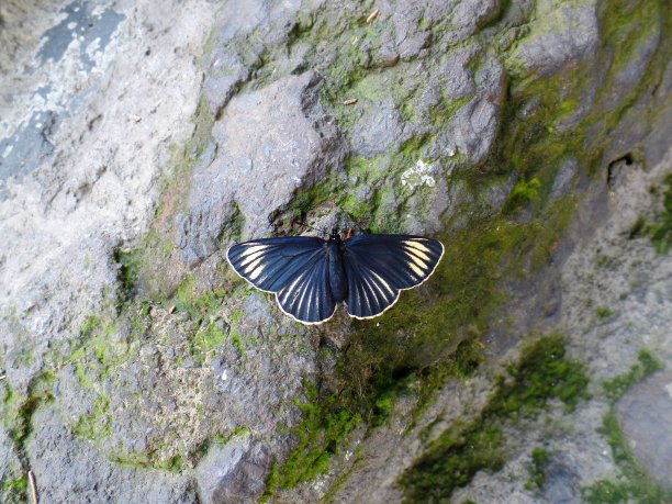 蝴蝶百合图片下载