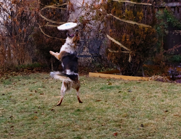 到达飞盘图片下载