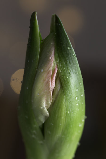带有水滴的粉红色孤挺花的花蕾。初露头角的孤挺花(Hippeastrum)图片下载