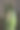 带有水滴的粉红色孤挺花的花蕾。初露头角的孤挺花(Hippeastrum)图片下载