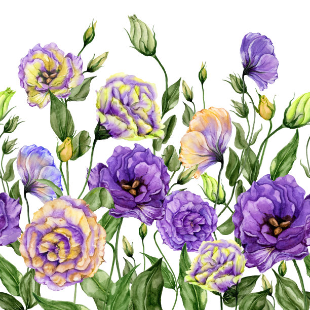 白色背景上的美丽丽希安花朵水彩画图片下载