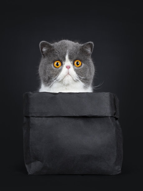 有趣的异国短毛坐在黑色纸袋里，直视着镜头，橙色的大眼睛。孤立在黑色背景上。图片下载