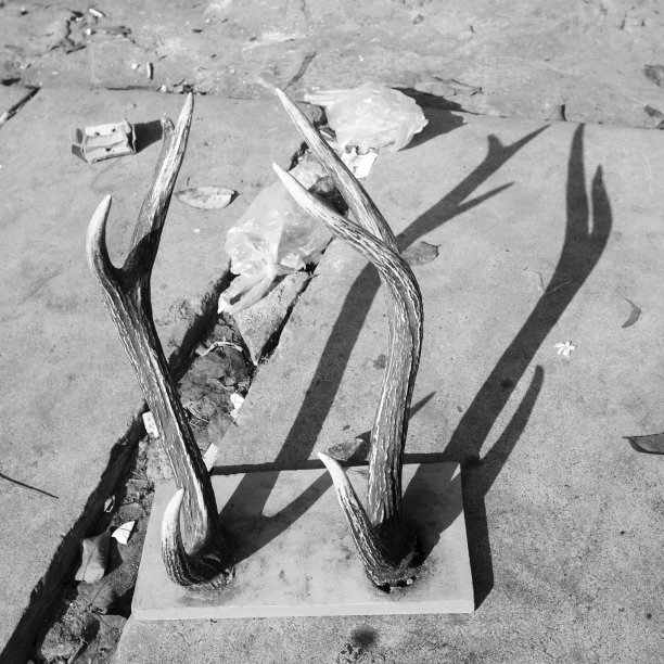 鹿的电话图片下载