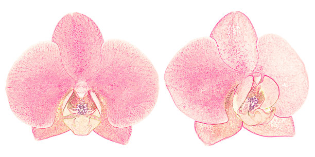 幽雅的兰花孤立在白色背景上图片下载