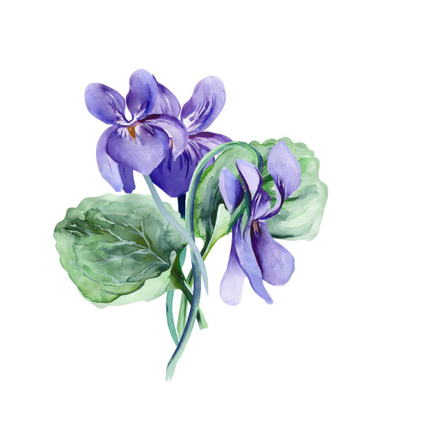 维奥拉·博克特图片下载