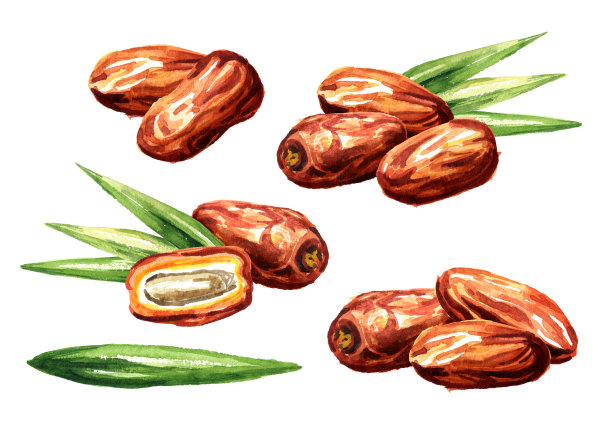 干红枣果实，绿色叶。水彩手绘插图孤立的白色背景图片下载