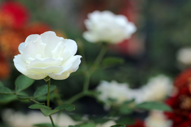 白玫瑰开花图片下载