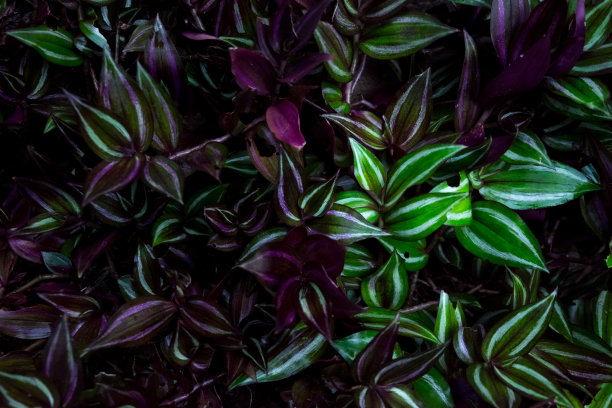 植物的绿叶低调图片下载