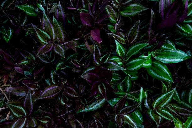 植物的绿叶低调图片下载