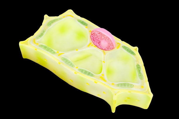 黑色背景上的植物细胞模型图片下载