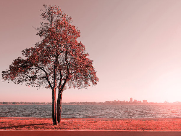 天鹅河边寂寞的树图片下载