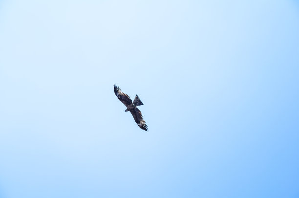 鹰在蓝天上飞翔图片下载