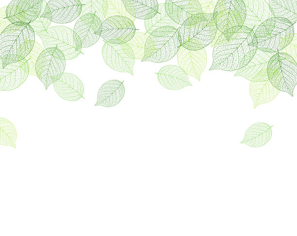 树叶背景材料图片下载