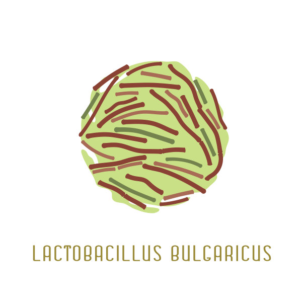 乳酸菌发酵剂形象保加利亚图片下载