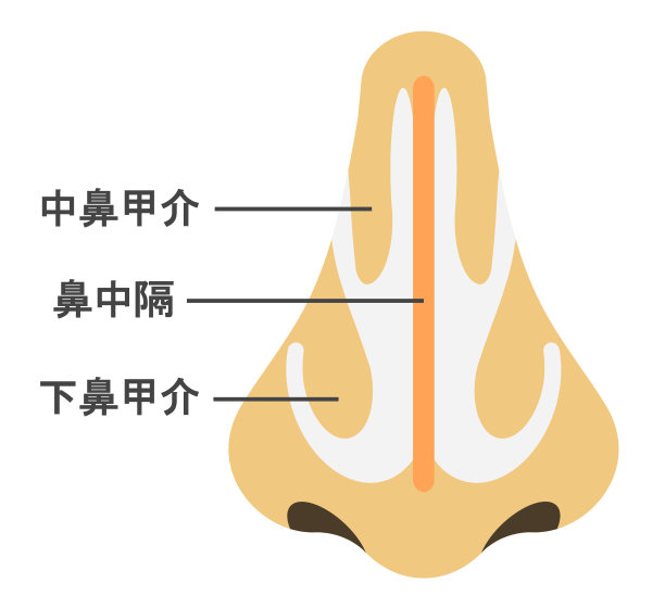 鼻子的结构素材图片