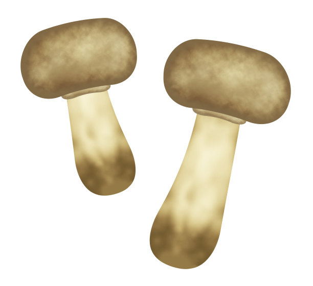 姬松茸图片下载