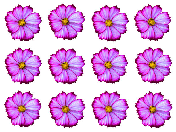 粉红色混合白色宇宙花盛开与雨滴排列孤立在白色背景图片下载