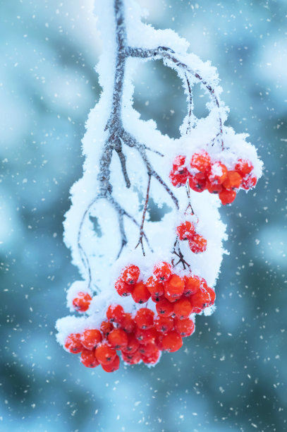 白雪覆盖的花楸图片下载