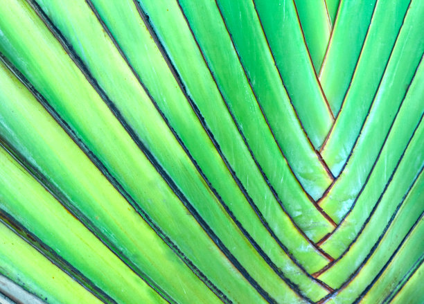绿色香蕉棕榈叶图案-扇棕榈植物也称为拉文亚拉。交叉的模式。图片下载