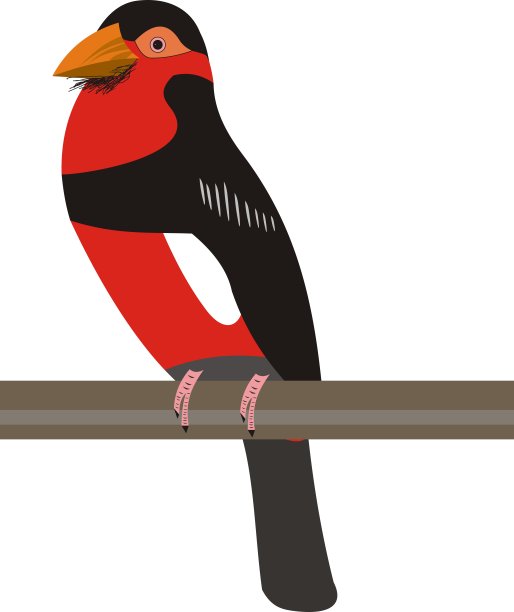 有须鲃(紫鳞须鲃)图片下载