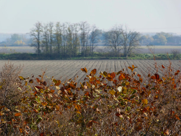 农村秋天的景色与五彩缤纷的树叶和农田图片下载