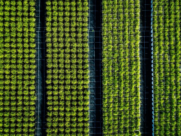 农田和作物的鸟瞰图。图片下载