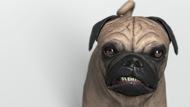 愤怒和生气的哈巴狗头像照片3d插图图片下载