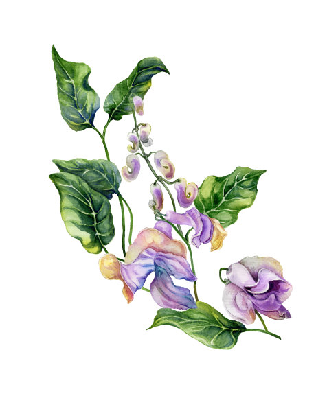 美丽的蜗牛藤(Cochliasanthus caracalla)嫩枝，紫色的花和绿色的叶子。在白色背景上隔离图片下载