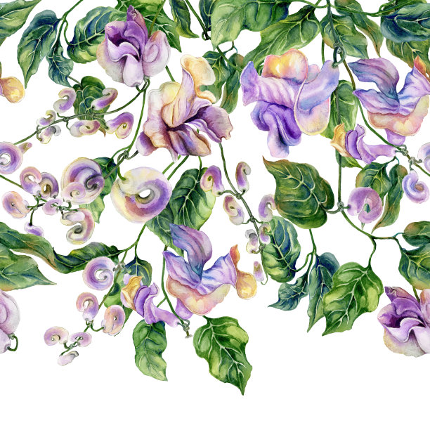 美丽的蜗牛藤枝与紫色的花在白色的背景。无缝花图案，镶边。水彩画。图片下载