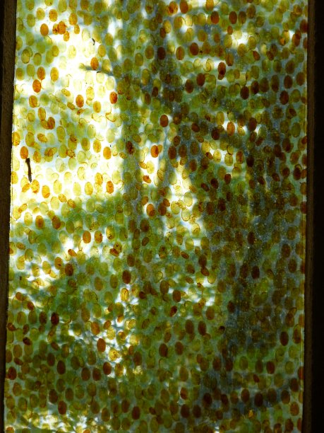 西尔瓦坎修道院彩色玻璃窗后的树图片下载