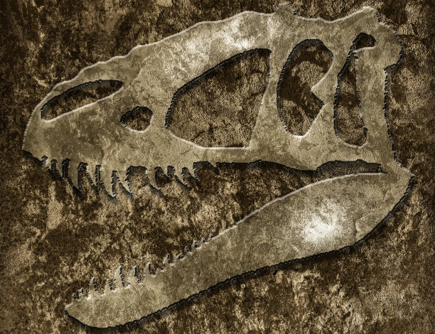 岩石中的霸王龙头骨图片下载