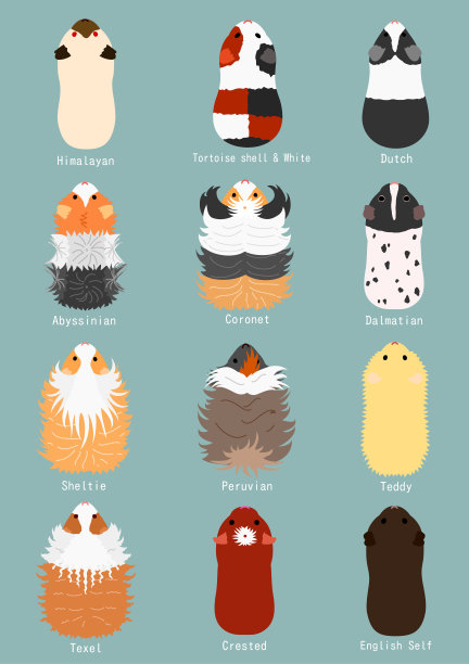 豚鼠品种图片下载