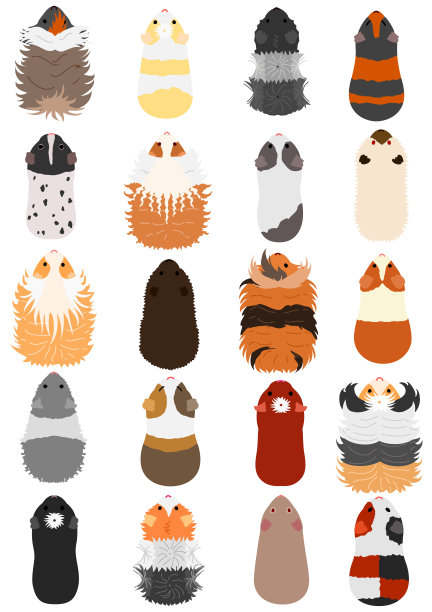 豚鼠的颜色和图案图片下载