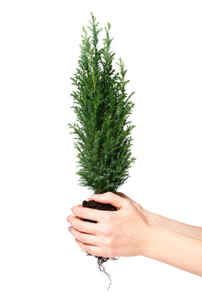 女人手里拿着一棵柏苗，手里拿着泥土。4月22日地球日。拯救世界。环境保护植物图片下载