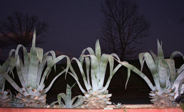 常青树长得很高。夜晚的背景，黑色和紫色。自然的极简表达图片下载