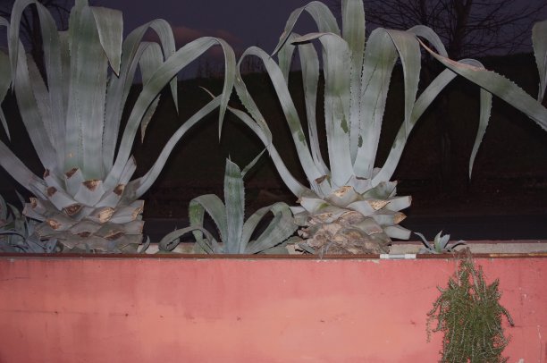 常青树长得很高。夜晚的背景，黑色和紫色。自然的极简表达图片下载