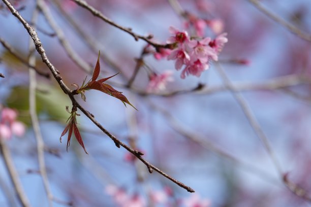 提起樱花盛开图片下载