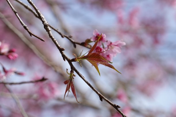 提起樱花盛开图片下载