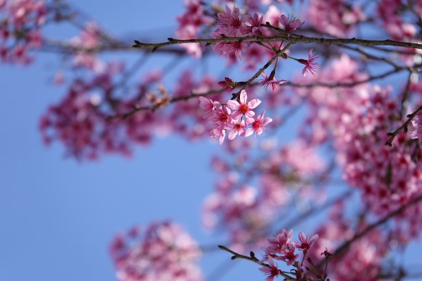 提起樱花盛开图片下载