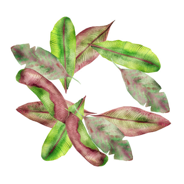 热带水彩构图，红色，黄色和绿色的芭蕉叶，条纹，孤立在白色的背景，用于请柬，婚礼和贺卡，咖啡馆的菜单，海报。图片下载