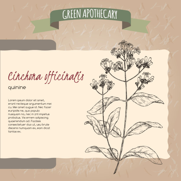 金鸡纳又名奎宁或耶稣会树皮素描。图片下载