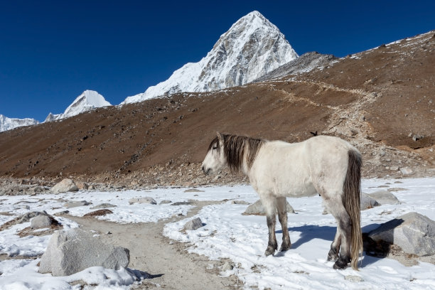 白马站在通往珠峰大本营的小路上，背景是普莫里山和卡拉帕塔山。图片下载