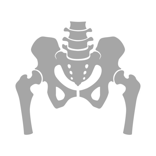 人类骨骼结构的碎片。骨盆腰带和大腿。图片下载