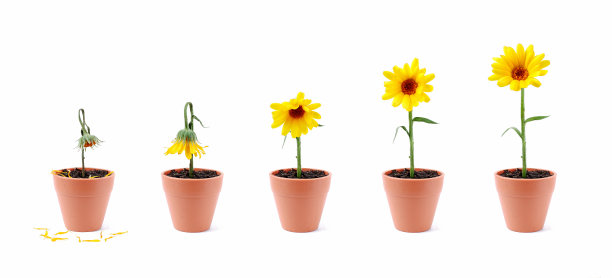 一朵花在生命的各个阶段图片下载