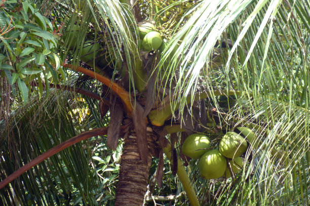 婆罗洲丛林图片下载