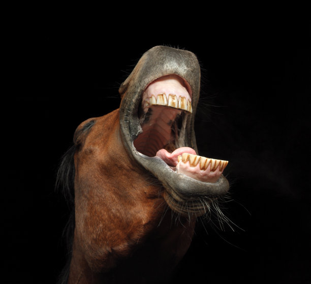 马的头向上嘶鸣图片下载