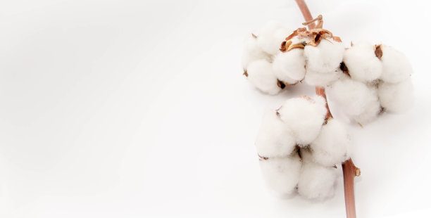 白灰背景上的天然棉花花图片下载